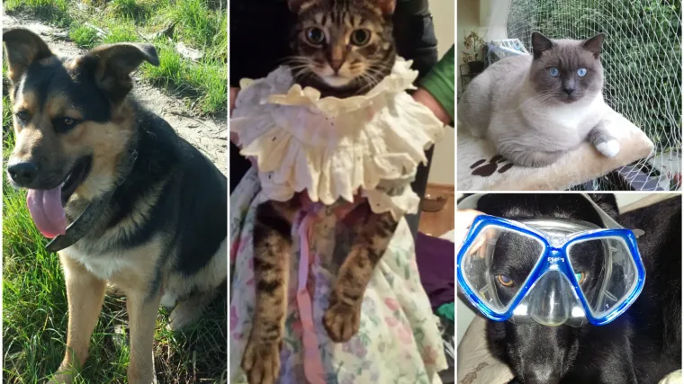 Pet frajera koji glume macho likove, ali zapravo su preslatke maze