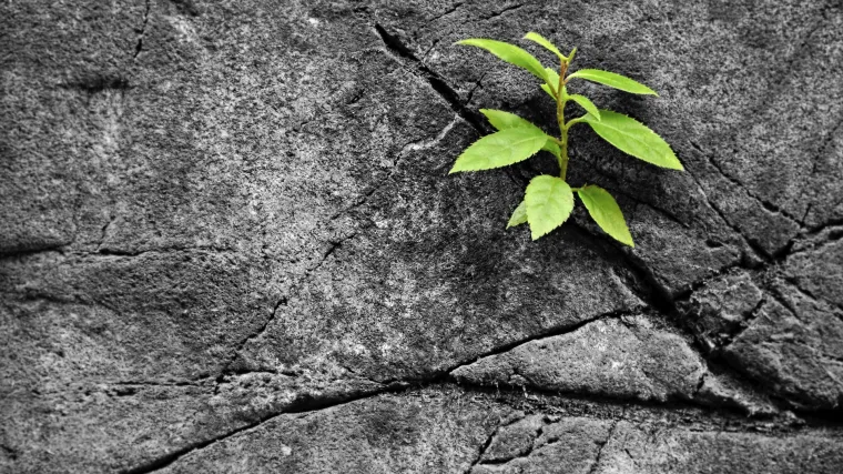 Biljke možda i pamte, ali su odlučile sve zaboraviti