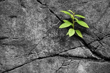 Biljke možda i pamte, ali su odlučile sve zaboraviti