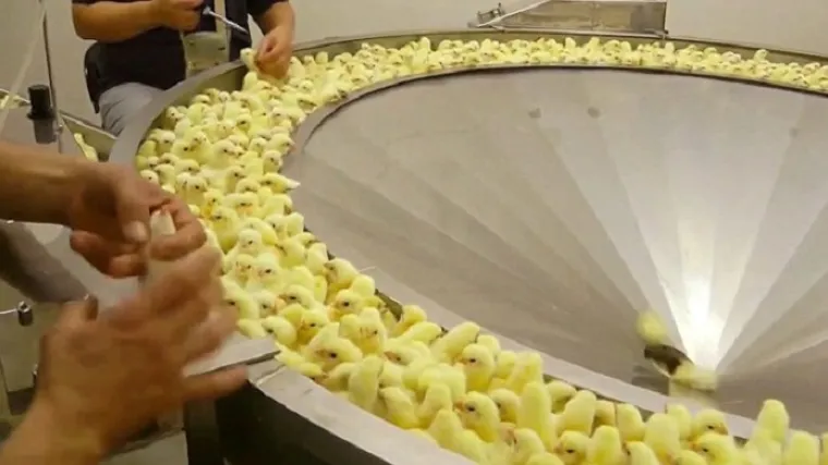 Objavljena tajna snimka koju mesna industrija nikako ne želi da vidite