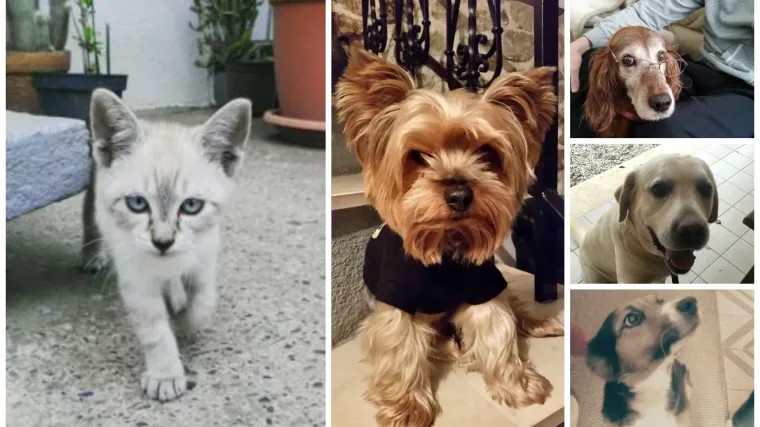 Petorka koja može ba&scaron; svakog uvjeriti da posvoji psa ili macu