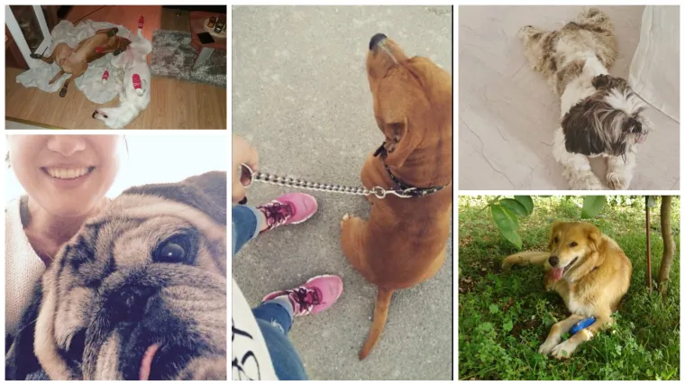 Od njih možemo učiti &scaron;to znači dignuti sve četiri u zrak