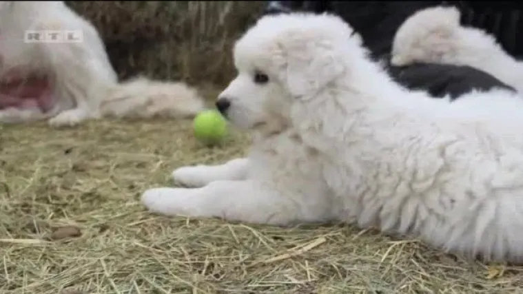 Kalifornijska ovčarka sa 17 okoćenih psića postala rekorderka
