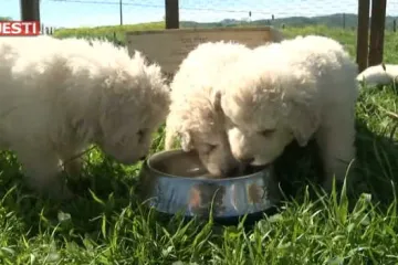 Leglo od 17 štenaca je oborilo brojčani rekord u Kaliforniji