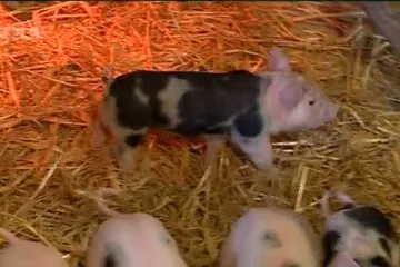 U Samoboru se okotio praščić dvospolac zvan Vanja