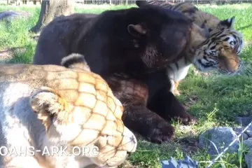 Lav, tigar i medvjed odbijaju da ih se rastavi