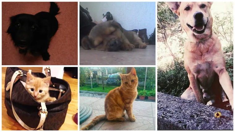 Ovog hrvatskog Kanađanina ćete sigurno voljeti