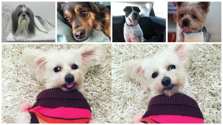 Najljep&scaron;e slatkice dolaze u malim pakiranjima - pogledajte ih i probajte osporiti!