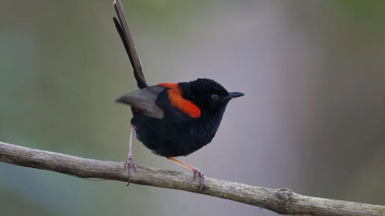 Ženke ptica pjevica manje varaju mužjake koji vi&scaron;e pjevaju