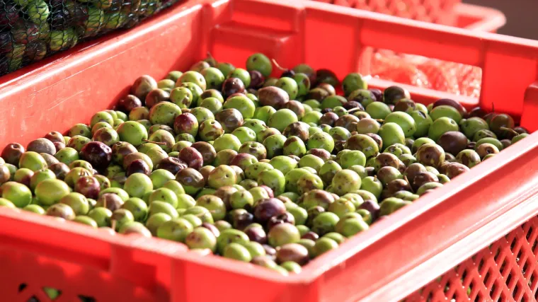 Ogromno priznanje za Lijepu na&scaron;u: Istra najbolja maslinarska regija na svijetu!