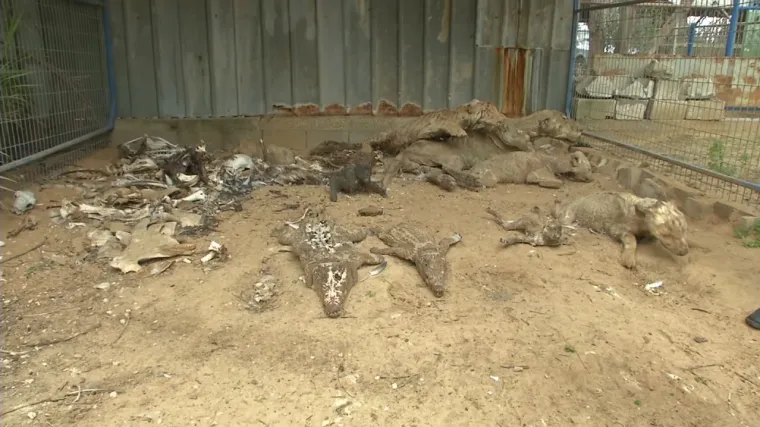 U kavezima su mumificirane životinje, umrle od gladi!