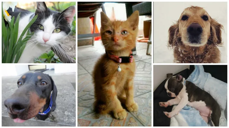 Kamera ih obožava, a ni vi im nećete moći odoljeti