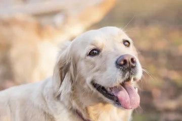 Labrador sjeo za volan kamiona, pokupio auto i završio na travi iza benzinske postaje
