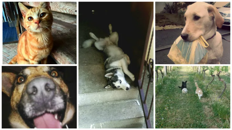 Pogledajte ove fotografije pa recite da oni nisu inteligentni. Da su preslatki to već znamo...