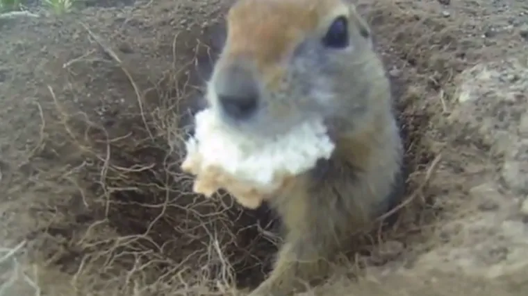 Otkrili rupu u zemlji, a njezin stanovnik ih je totalno &scaron;okirao