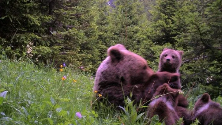 Pogledajte čudesne i dosad neviđene snimke: kamere ulovile djeliće života stanovnika velebitske divljine