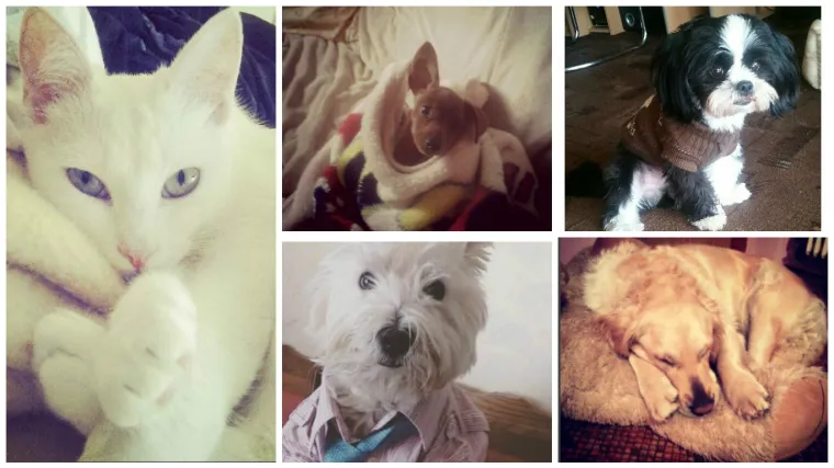 Ovoliko ljepotica ne vidi se ni na reviji Victoria's secreta