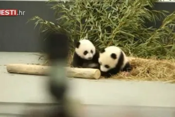 Kanadski premijer Justin Trudeau ponovno oduševljava: posjetio je novorođene pande u Torontu