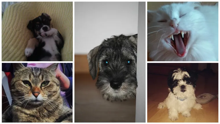 Pogledajte ih i probajte im odoljeti! Mi nismo uspjeli...