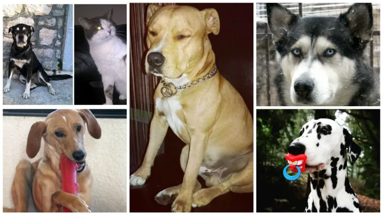 Ova ekipa je možda 'Born to be wild', ali zato žive kao prave maze