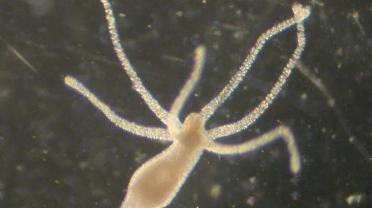 Hidra si raspara nova usta svaki put kada jede