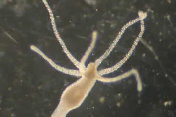 Hidra si raspara nova usta svaki put kada jede