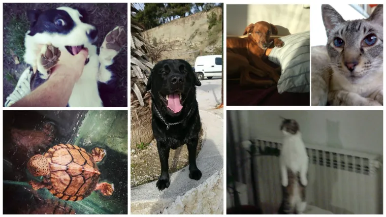 Među preslatkim mazama donosimo i 'paranoičnog malog dinosaura'