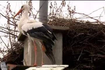 Malena na iglama: ovih dana bi na najpoznatiji dimnjak u Brodskoj Varoši trebao sletjeti njezin Klepetan