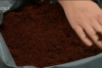 Pravi jestivi vrt na balkonu: donosimo savjete kako i u stanu možete imati vlastito voće i povrće