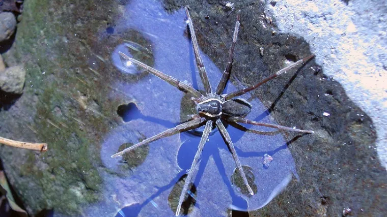 Otkriven pauk koji pliva i lovi ribu