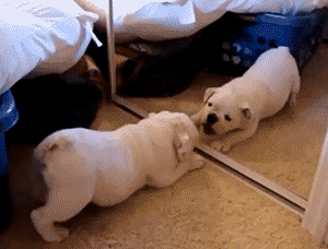 Ogledalce, ogledalce, tko je najslađi na svijetu?