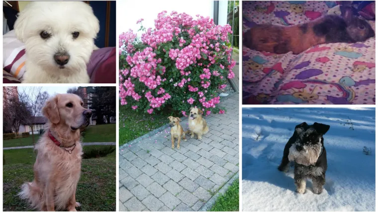 Nekima zima, nekima proljeće, ali važno da ovaj preslatki zeko ne traži potočić