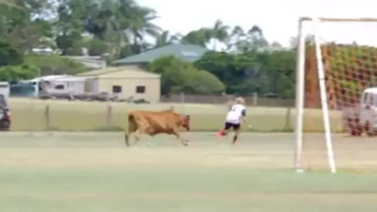 Krava uletjela i tjerala nogometa&scaron;e