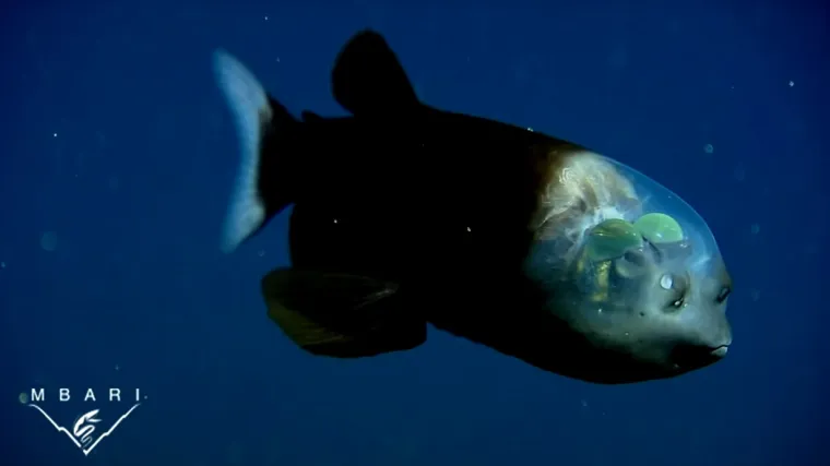 Kroz glavu ove ribe doslovno možete vidjeti