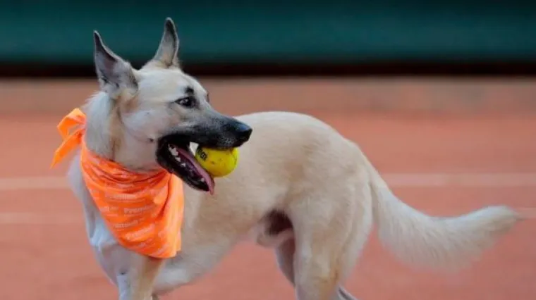Lutalice s ulice postali zvijezde teniskog turnira