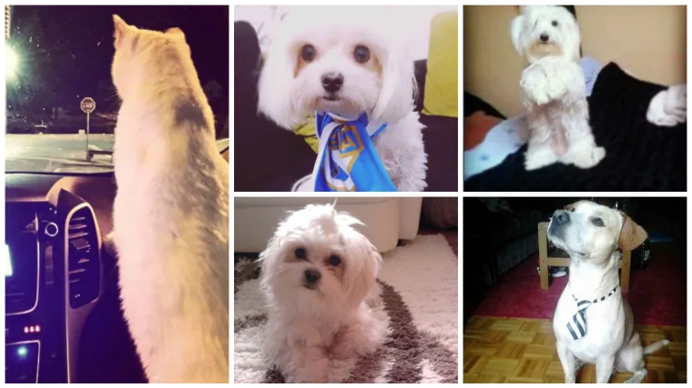 Od vozača do Armade, od slatkica do frajera, ova petorka je neodoljiva