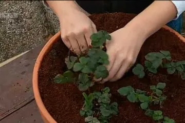 Vrt na balkonu obogatite popularnim flancima