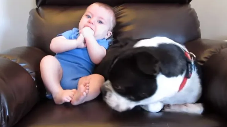 Osam sjajnih poslova za pse radoholičare