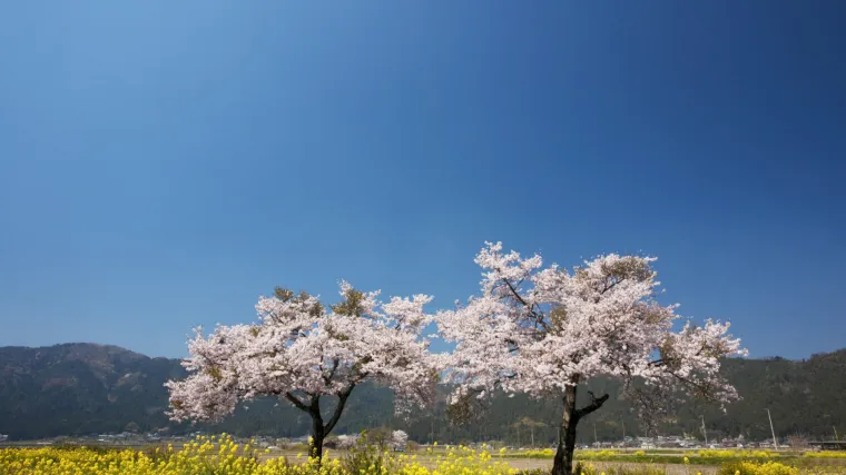 Stiže proljeće, barem nakratko: pred nama je proljetni vikend, a temperature će dosegnuti 18 stupnjeva