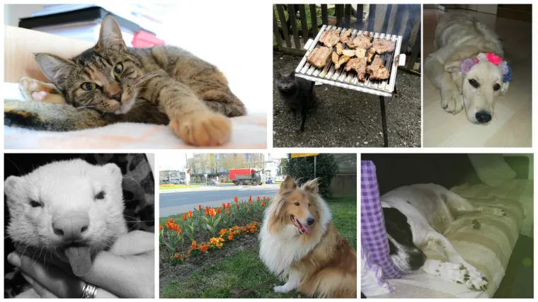 Uz nevjerojatne maze, donosimo junake Azrinih pjesama,  pa čak i kune