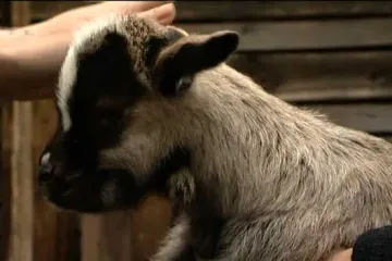 Na slavonskom imanju obitelji Kovač plodnost nije upitna: koza ove godine ojarila četvorke