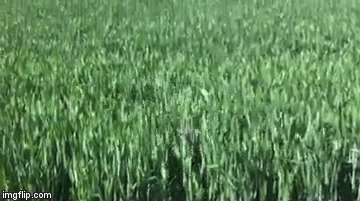 Ako nemate psa, nakon &scaron;to pogledate ovaj video sigurno ćete dobro razmisliti da ga nabavite