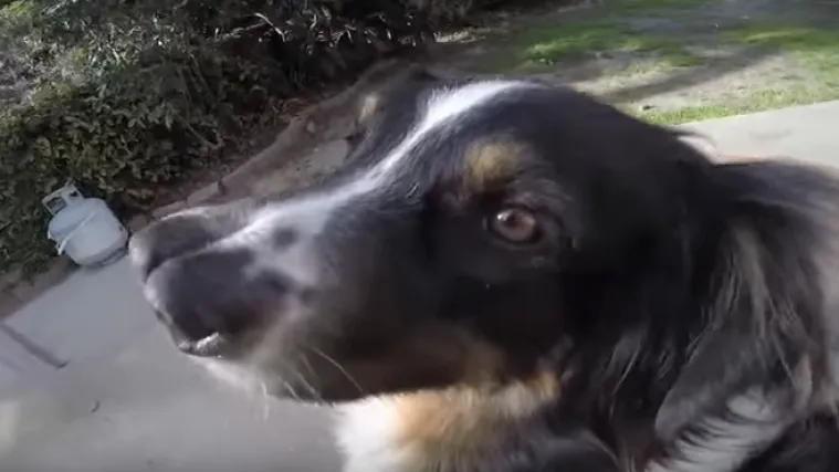 Udomio psa s dvije nju&scaron;kice kojeg nitko nije htio i doslovno ga spasio od smrti