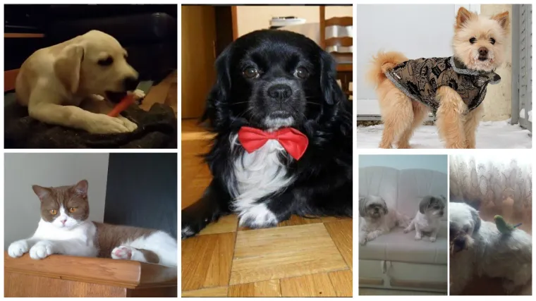 Umorni ste? Pod stresom? Oni su prava psihoterapija!