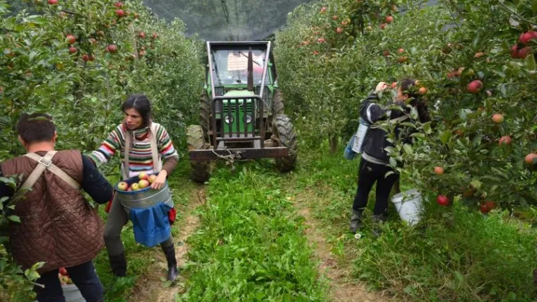 'Jabuke lakše prodamo u Dubai nego u lokalnu školu ili vrtić'