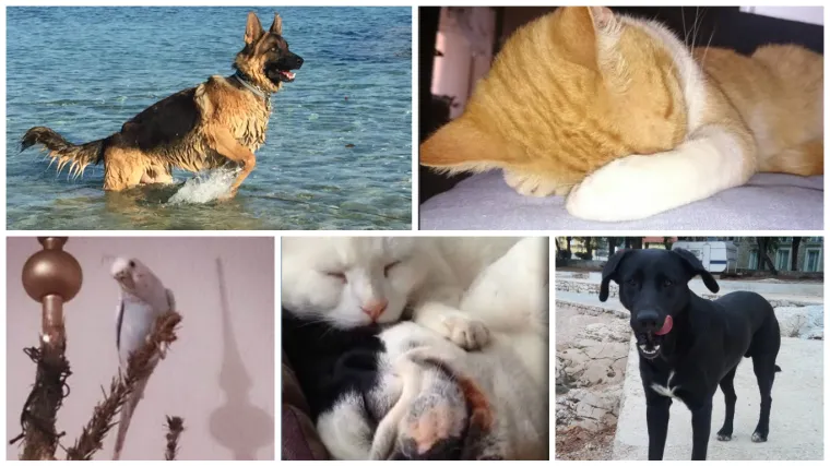 Od maca koje tu&scaron;iraju usnulog psa, do Nijemaca na Jadranu, ova ekipa je nevjerojatno fotogenična