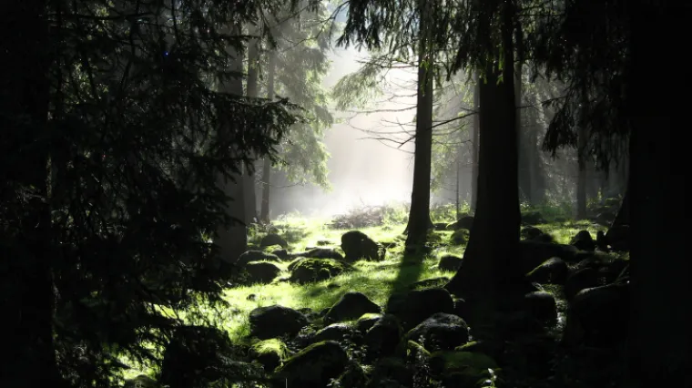 Utjecaj biljaka na globalno zatopljenje manji nego se smatralo