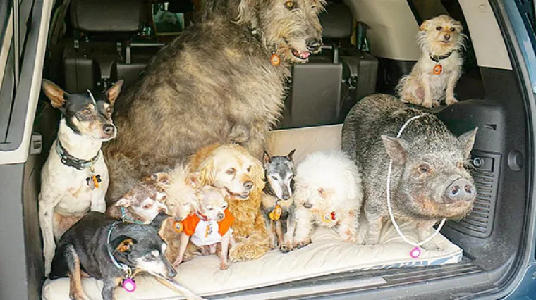 Posvetio život udomljavanju starih i nemoćnih pasa koje vi&scaron;e nitko ne želi