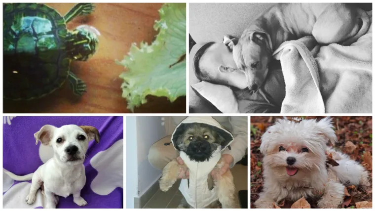 Slika govori tisuću riječi - a ove pi&scaron;u prave epove