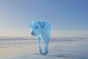 Američke tvrtke daju slobodan dan kada radniku ugine ljubimac